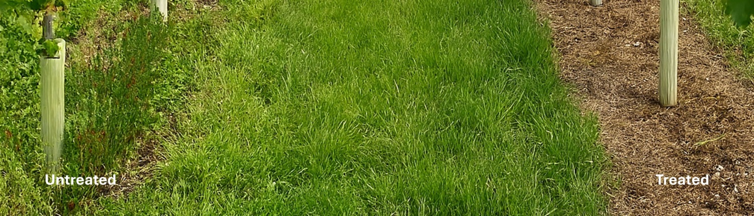 Before and After RootWave Treatment